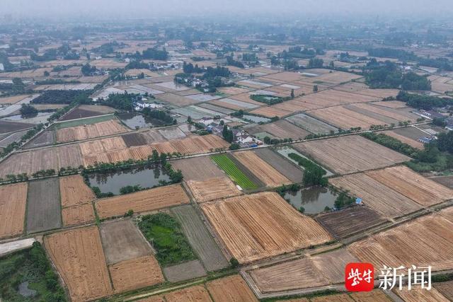 水稻高产竞赛活动结果,扬州仪征市大仪镇路南村西军组种田大户李孝明