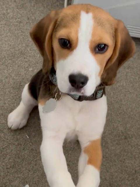 赏味期中的比格犬真的太萌了_新浪新闻