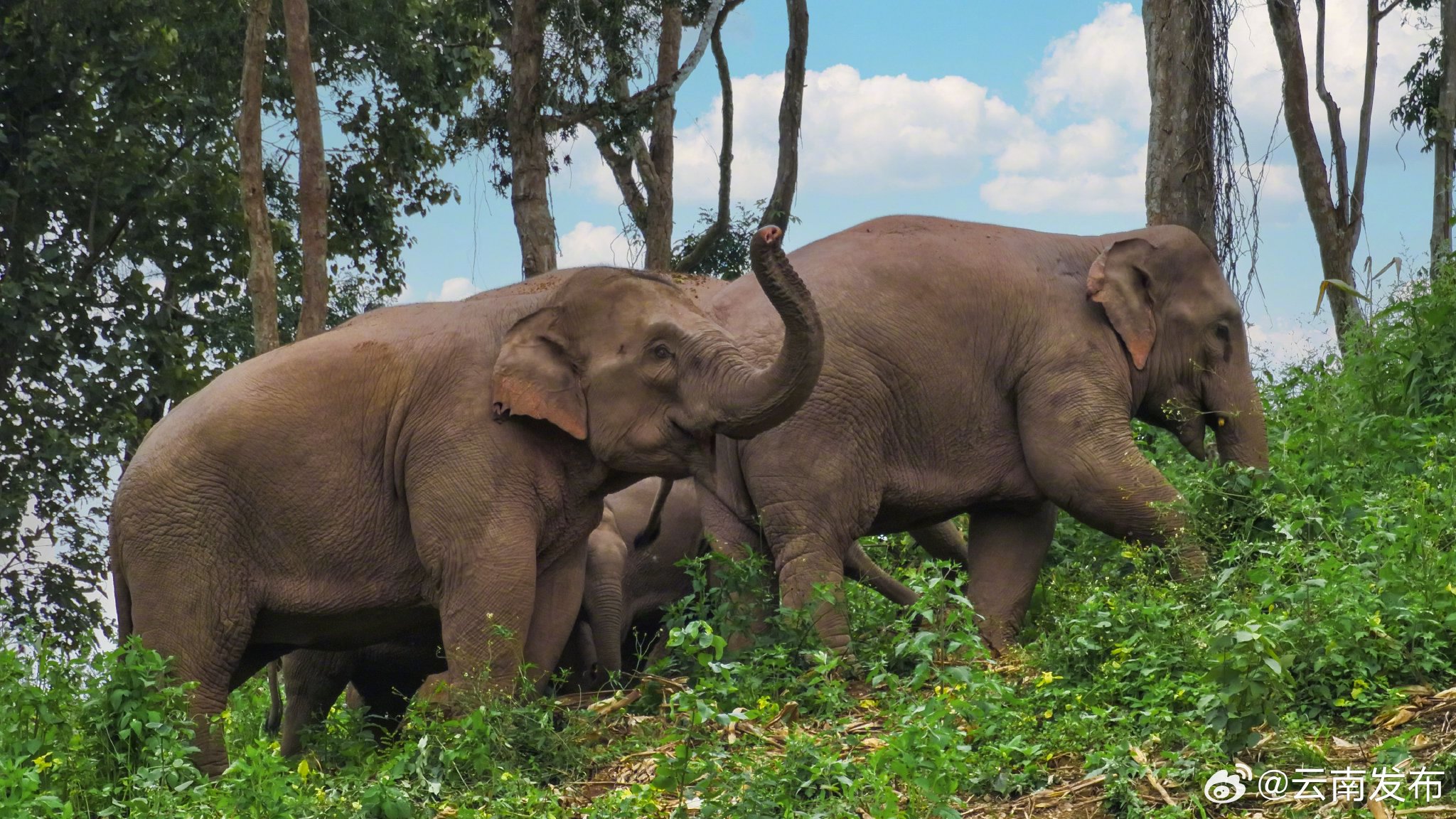 西双版纳州亚洲象种群数量增长至300余头