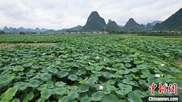 连日来,在广西桂林市平乐县莲藕种植示范基地里,随处可见藕农忙碌的
