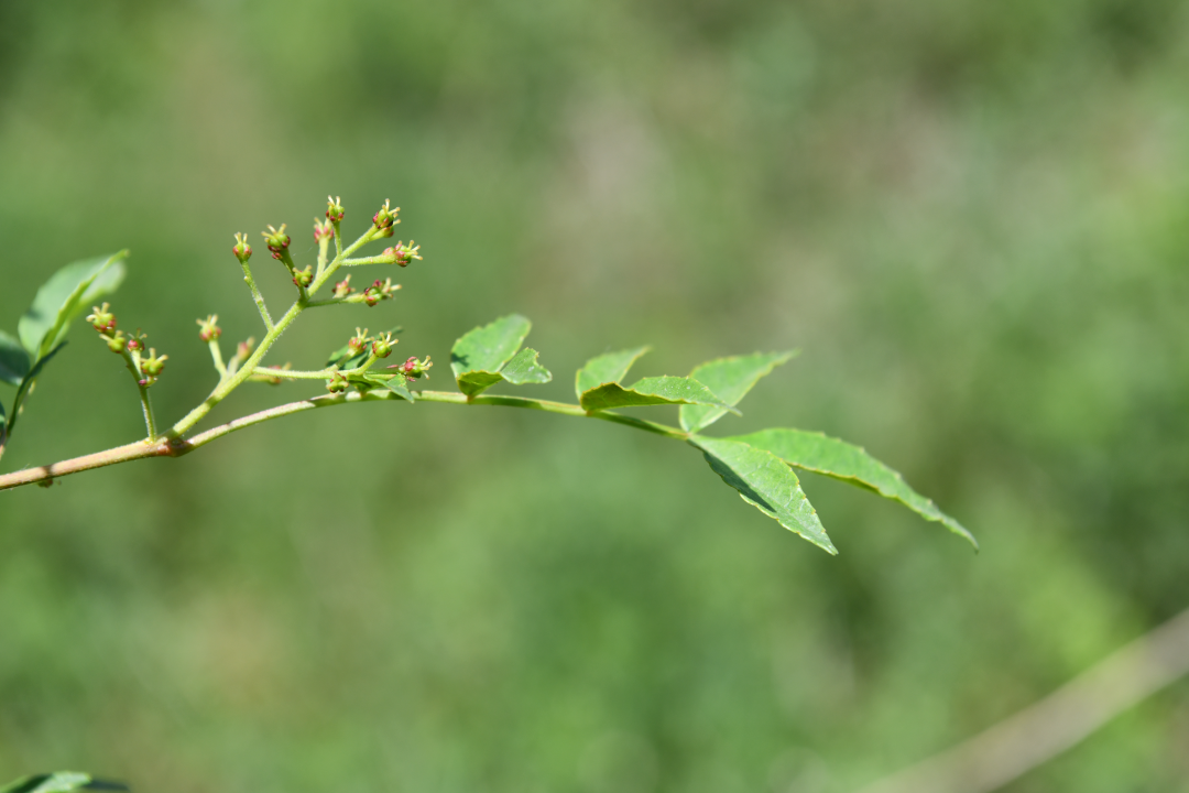 花椒味那么奇怪,为什么古代最高级别的宠爱会叫"椒房之宠"?