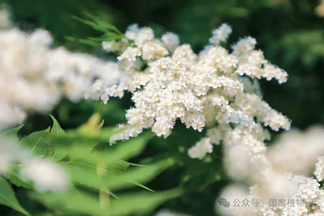 夏日"白梅"蕾如珠——华北珍珠梅