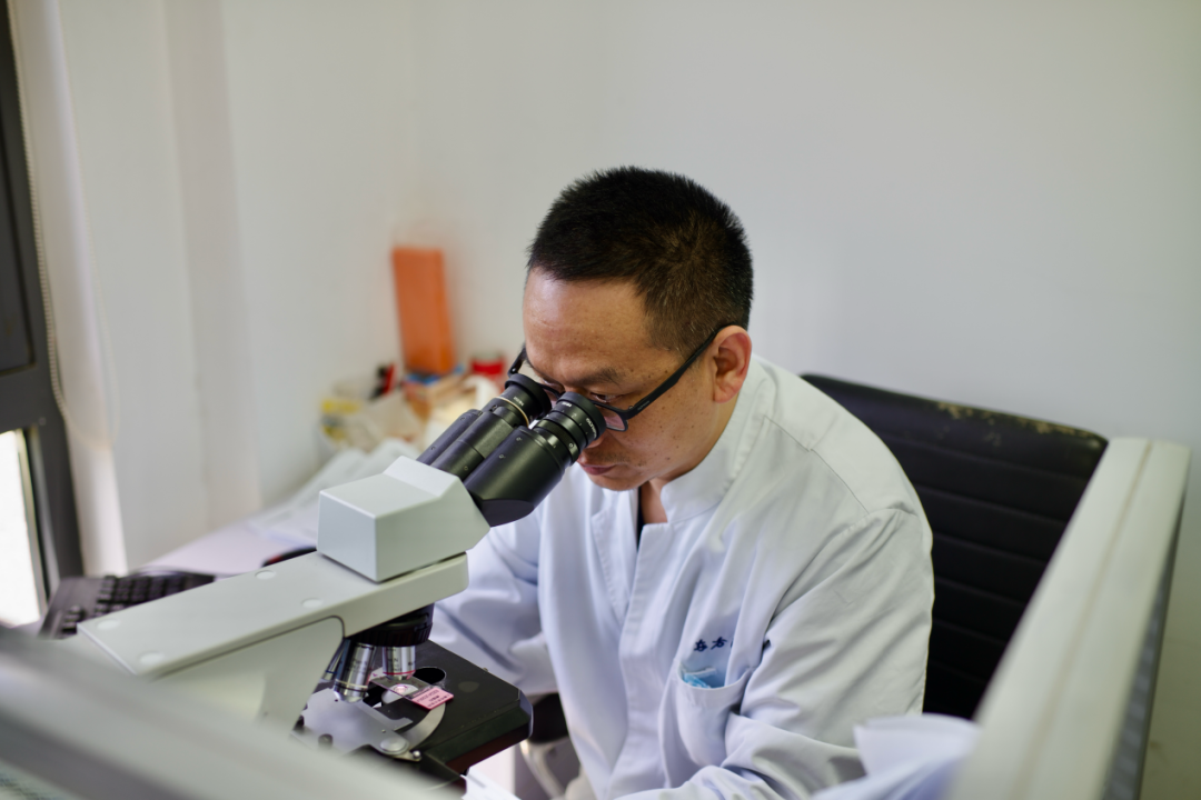 显微镜是张黎的最主要的工作工具。摄影/田栋梁
