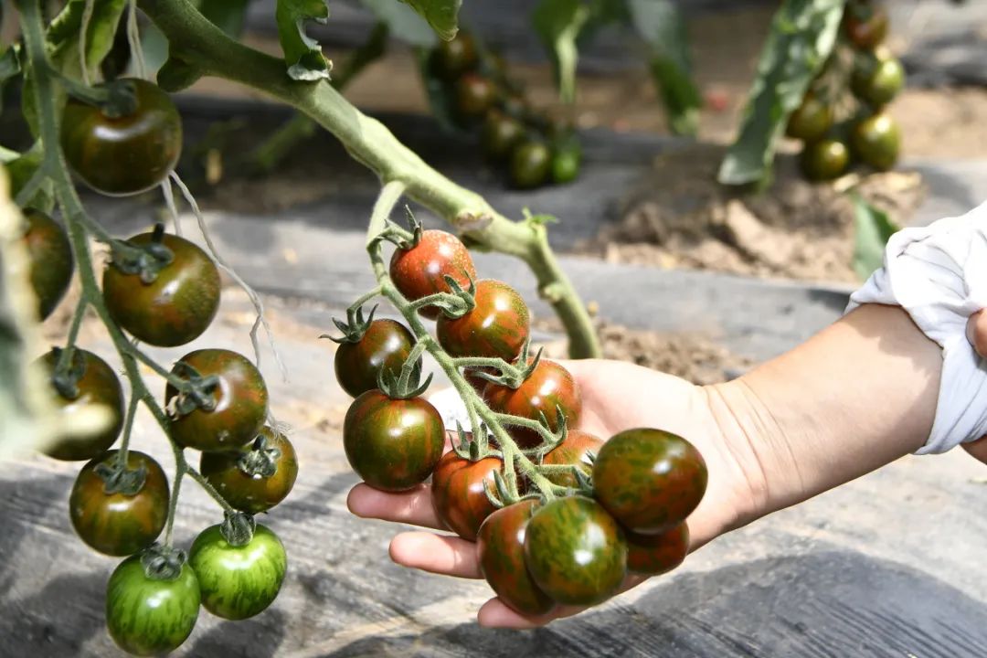 黄瓜,番茄副中心"打擂","菜篮子"新品不断!