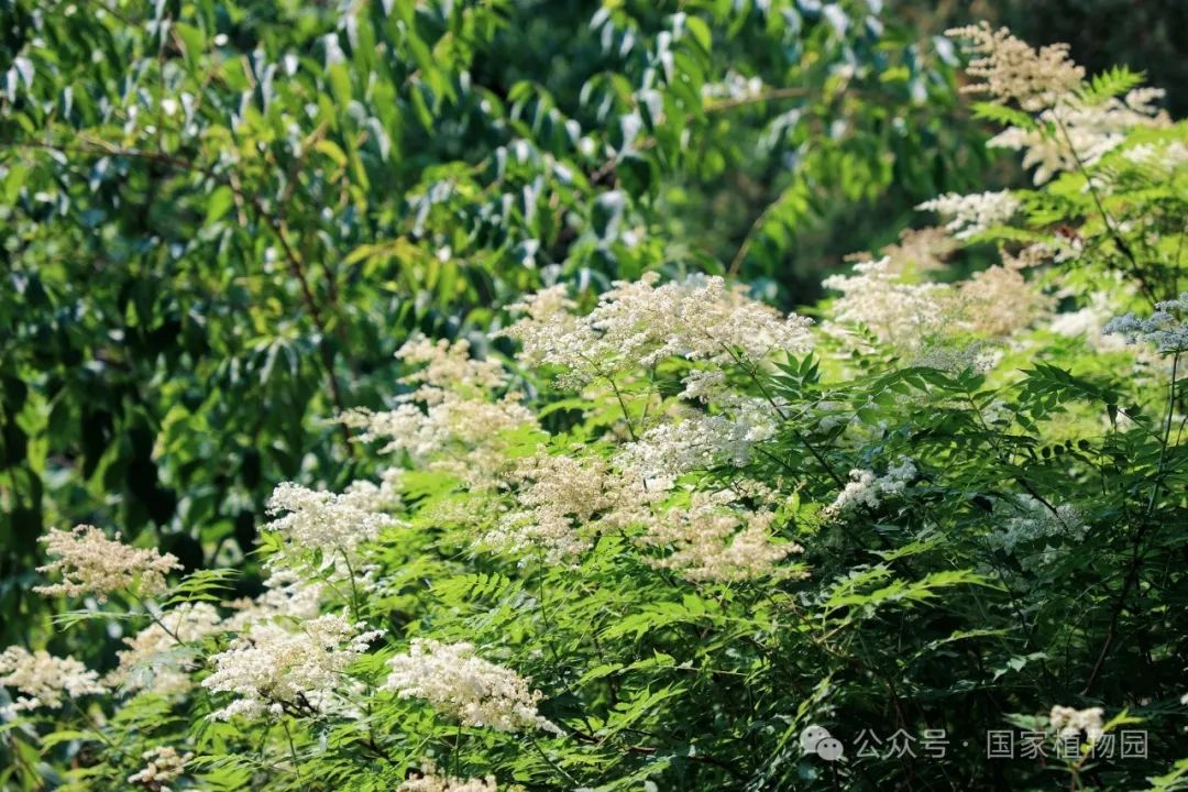 夏日"白梅"蕾如珠——华北珍珠梅