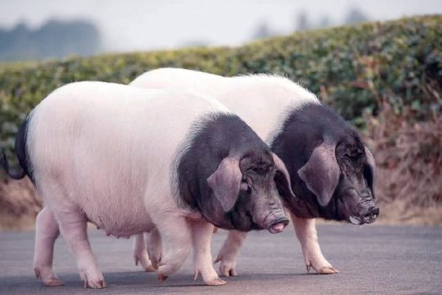 "两头乌"如何实现"两头热"?