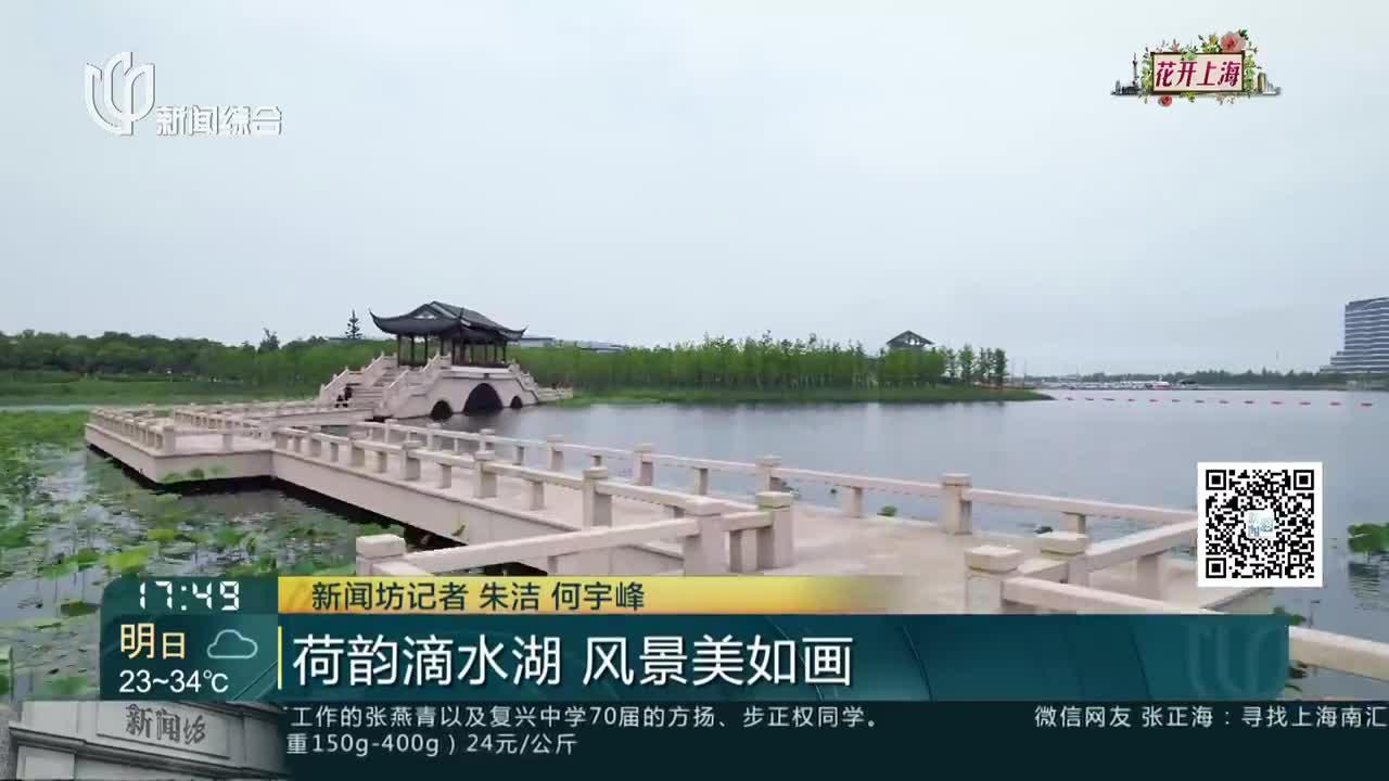 荷韵滴水湖 风景美如画