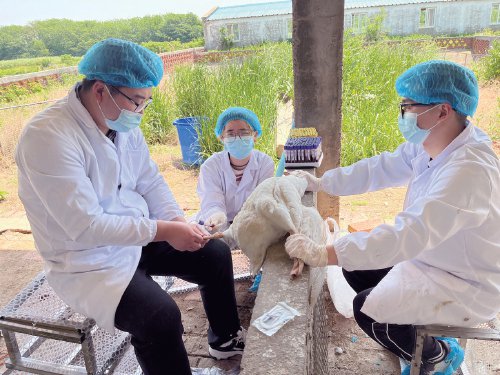 育种创新让扬州鹅畅游"小众"市场