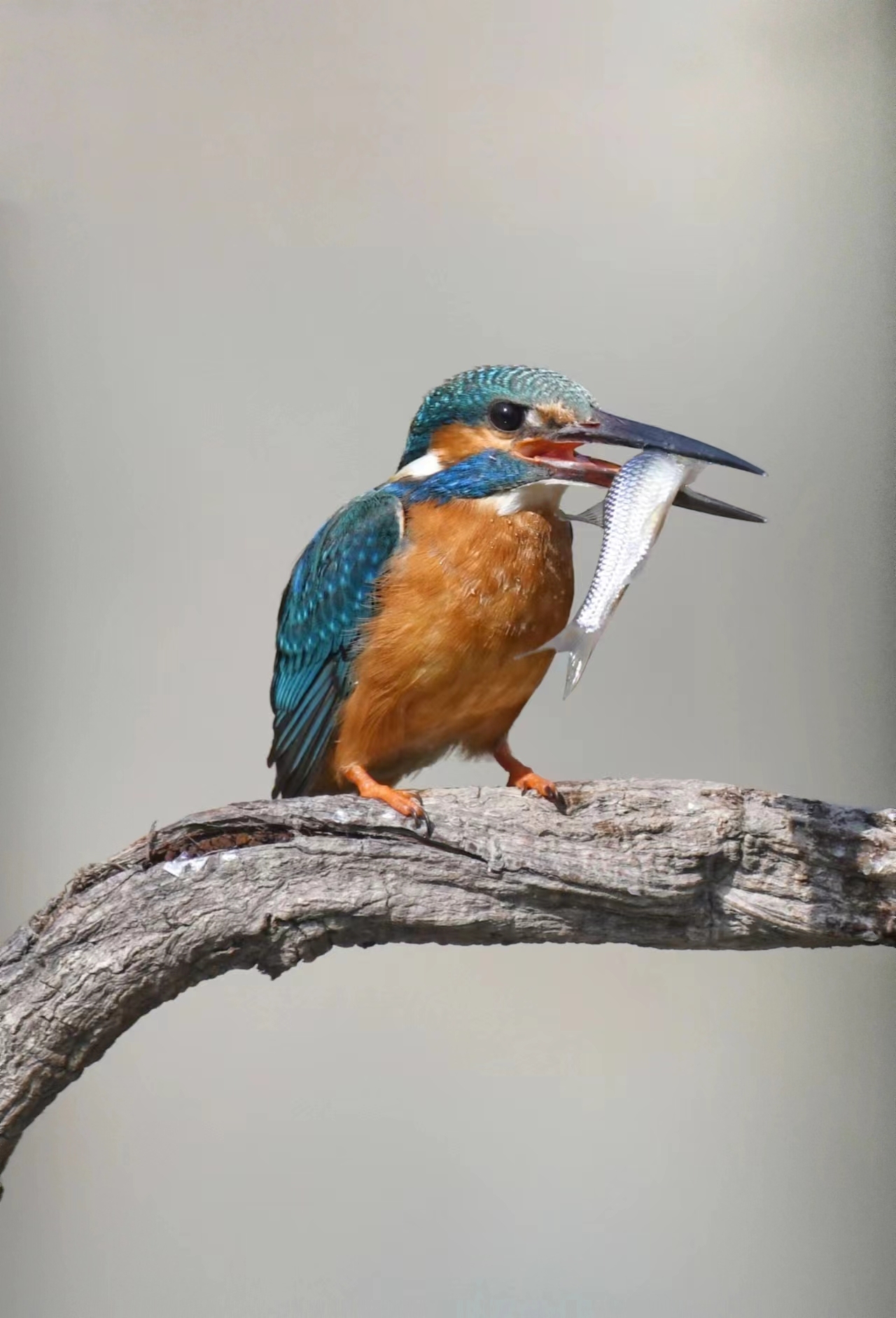 莲花池公园摄影爱好者长枪短炮齐上阵 捕捉翠鸟倩影