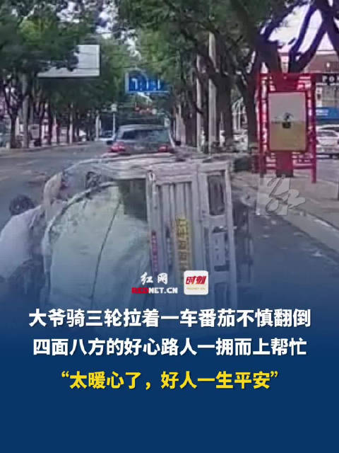 6月15日(采访时间),河北保定,大爷拉着一车番茄骑三轮不慎翻倒…_新浪新闻