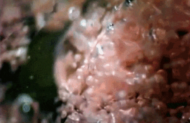 显微镜下接触到水的跳跳糖 图源丨Nancy Foote