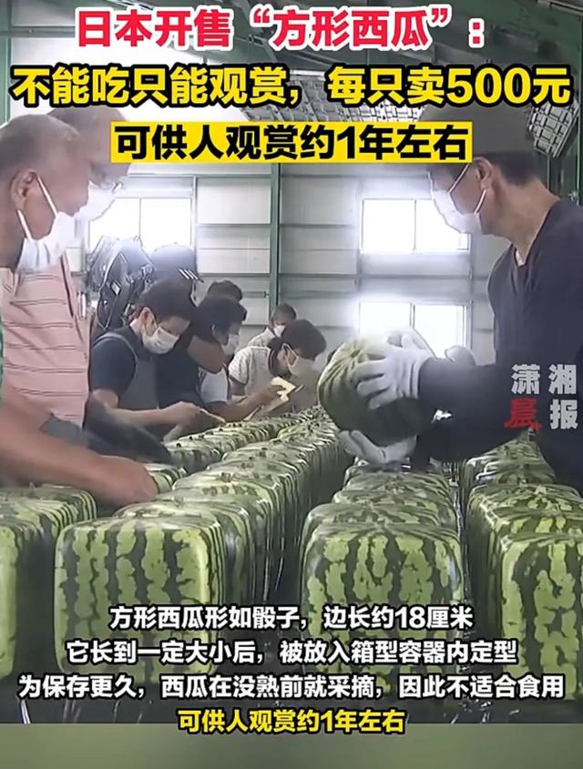正方形西瓜（视频截图）。