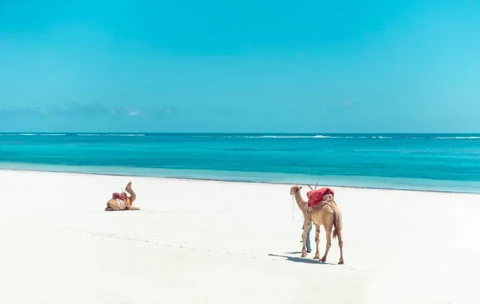 肯尼亚蒙巴萨的海岸线，迪亚尼海滩上的一对骆驼。图片来源：GETTY