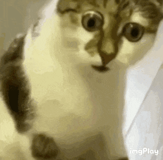 我推的呆猫！太魔性了|猫_新浪新闻