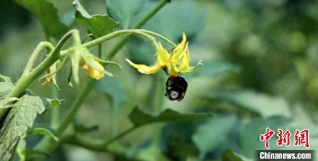(乡村行·看振兴)山西柳林:"蜂"生水起兴富业 果蔬增收有"蜜方"