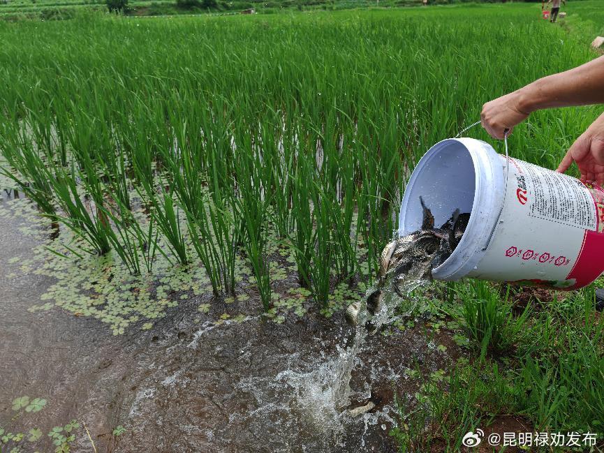 在发放现场,农业技术推广中心工作人员介绍:"现在田里的水稻