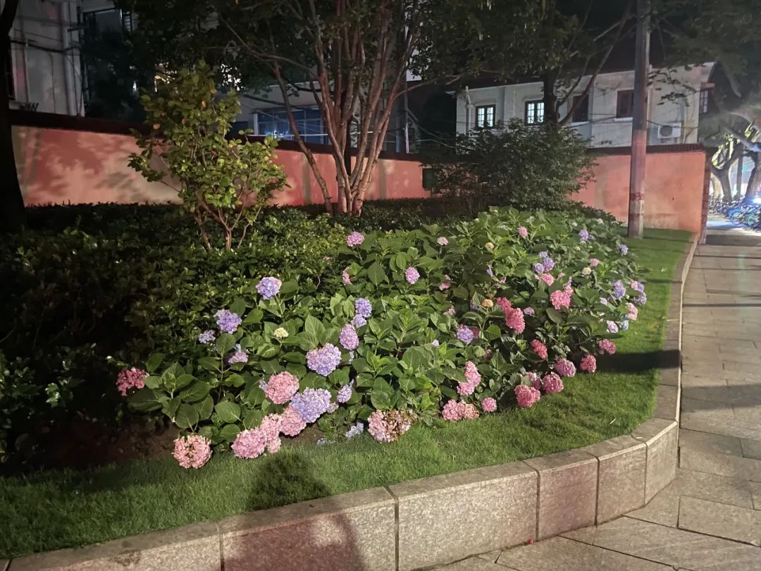 平日里贵价的绣球花,开在路边时变得亲民许多.(图/受访者供图)