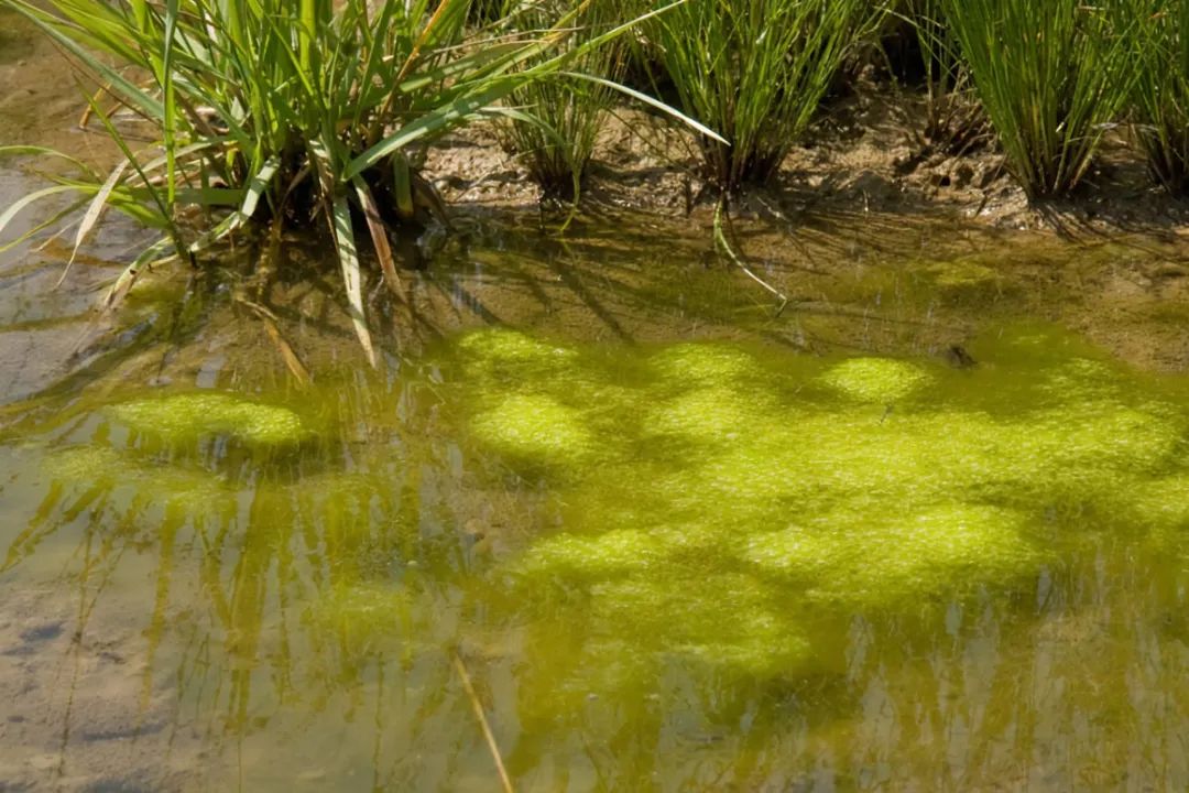 比起刚毛藻好像更毛茸茸的 图源：biotope-aquarium.info