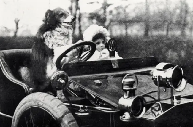 《狗阵》：人性与野性的暧昧交汇|狗阵_新浪财经_新浪网
