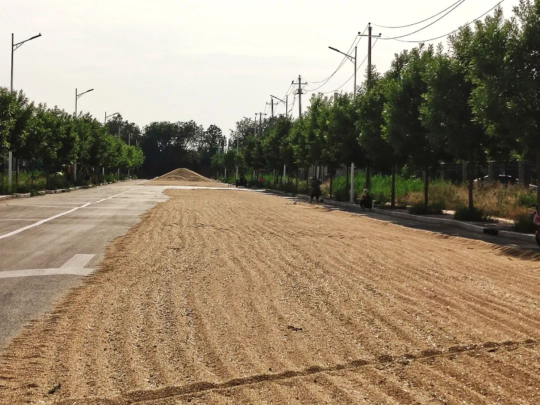 6月10日，河北一县城，有麦农在非主干道路上晒麦，远处是晒干的小麦堆。中青报·中青网见习记者 席聪聪/摄