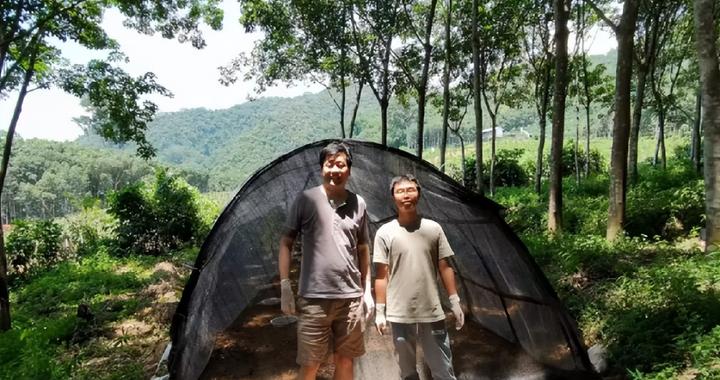 清华大学团队赴云南边陲“养蚊子”，发现阻断蚊媒传播病毒的新方案|清华大学医学院|云南省|程功|大棚|蚊虫_新浪新闻