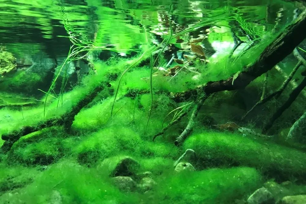 比起刚毛藻好像更毛茸茸的 图源：biotope-aquarium.info