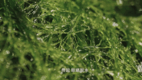 在西双版纳还是比较常见的美食 图源：纪录片《我的美食向导》