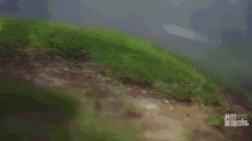 如果你在清澈的水边住着，可以吃自助餐 图源：纪录片《我的美食向导》