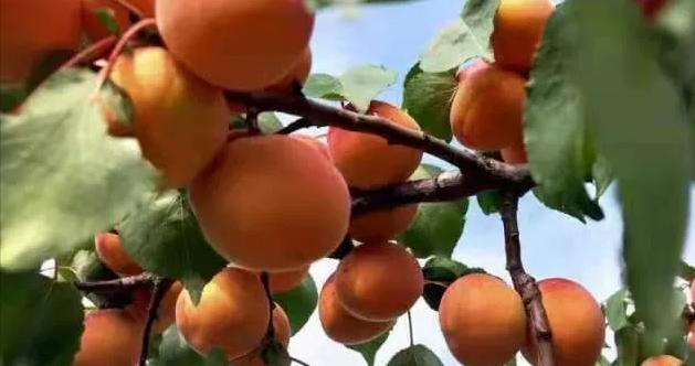 鲜食杏产量可达20万吨！大同50万亩杏树喜获大丰收~|大同市|山西省|杏果|仁用杏|宋芳_新浪新闻