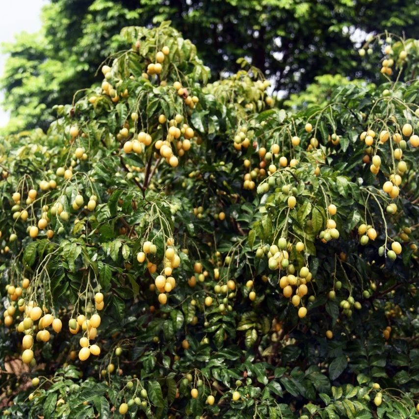 阳春“黄皮村”的黄皮熟啦！|石窟_新浪新闻