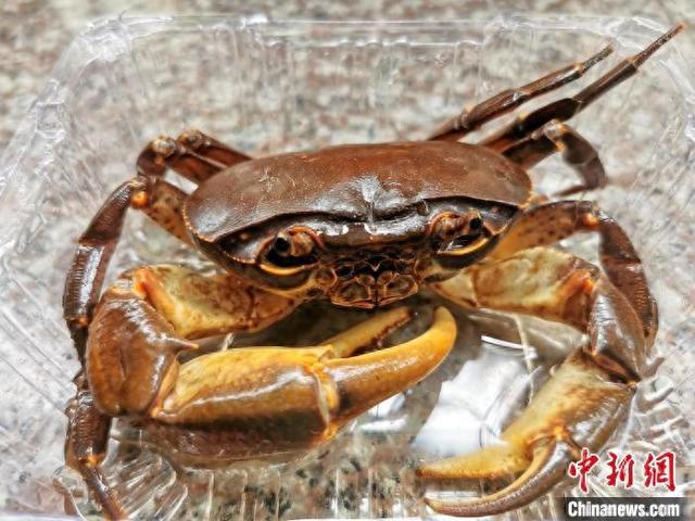 广东台山生态好 山螃蟹争"鲜"上桌