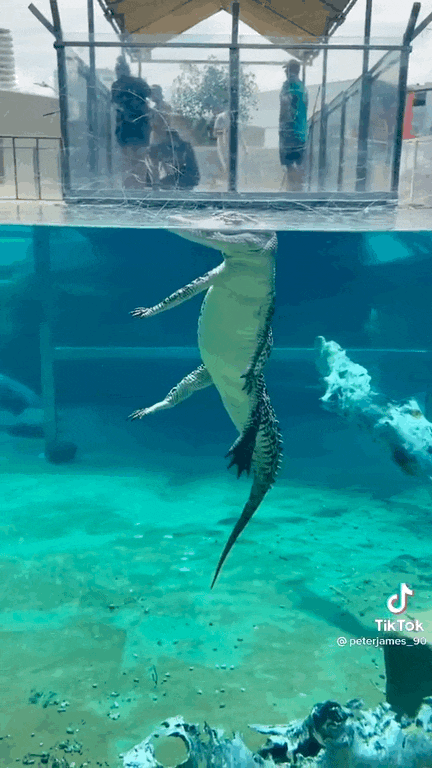 为让大家知道鳄鱼在水里真是站着的,管理员说破了嘴皮!