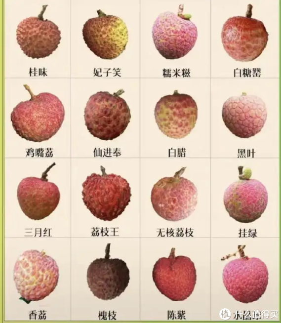 您知道吗，中国是世界上产荔枝最大的国家，而广东的茂名是中国荔枝产地最多的地方！|荔枝|妃子笑|广东_新浪新闻