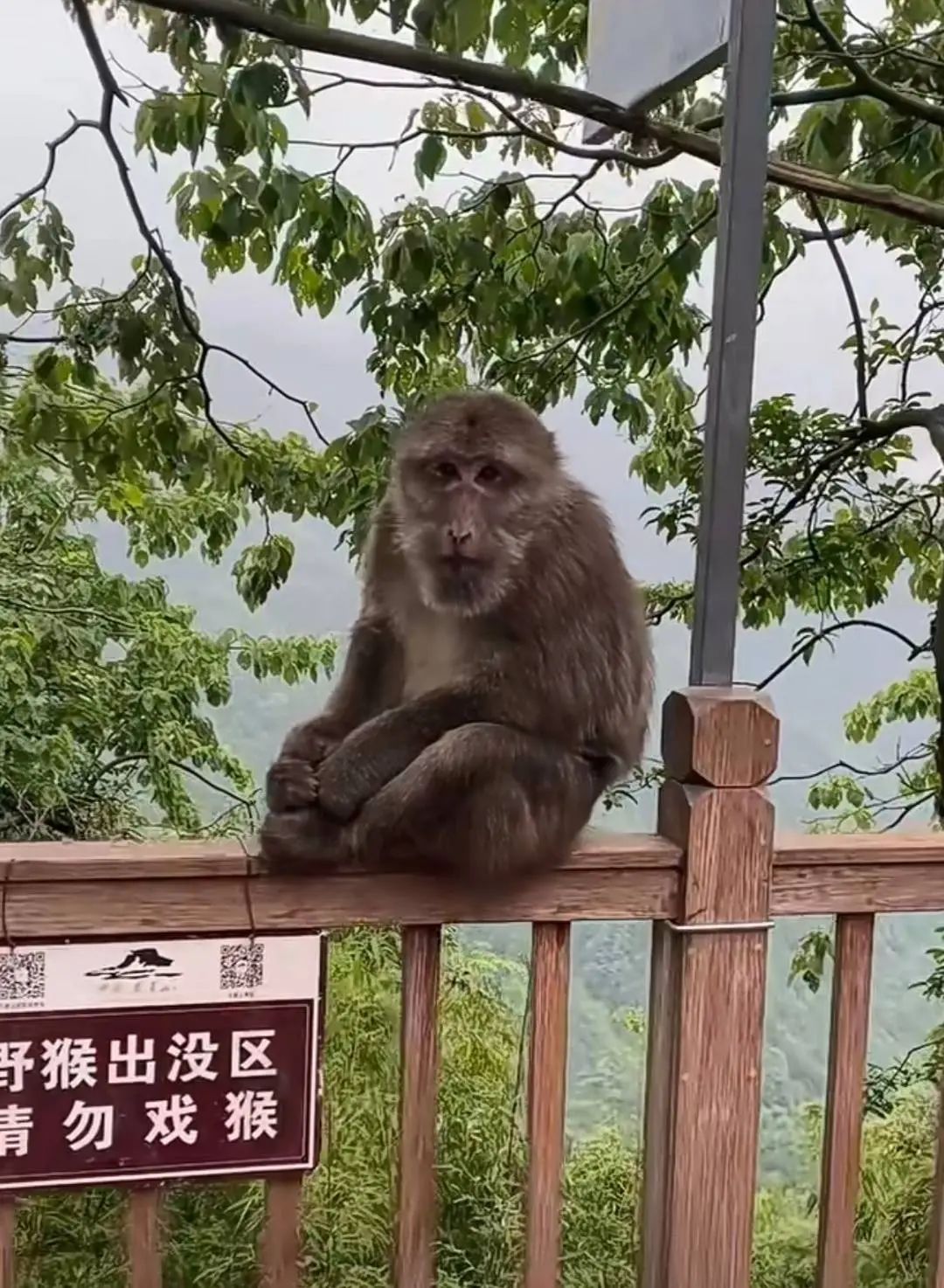 女子景区徒步,遭10余只猴子围攻抓咬!官方回应