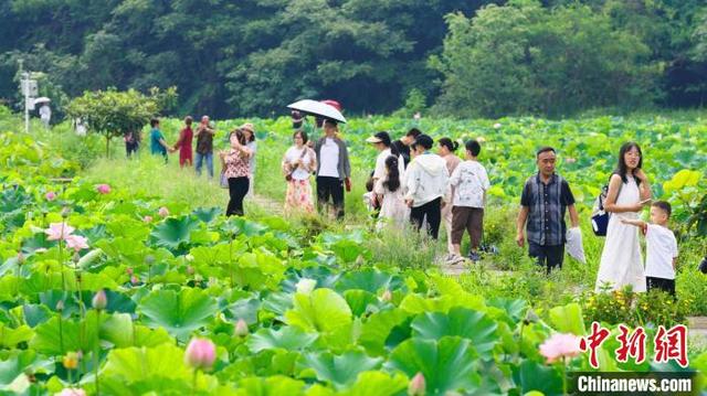 6月29日,重庆市铜梁区土桥镇荷和原乡的3000亩荷花竞相绽放,吸引众多