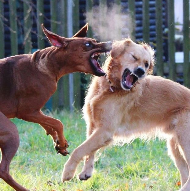 公安部关于《治安管理处罚法》减轻从轻处罚的规定