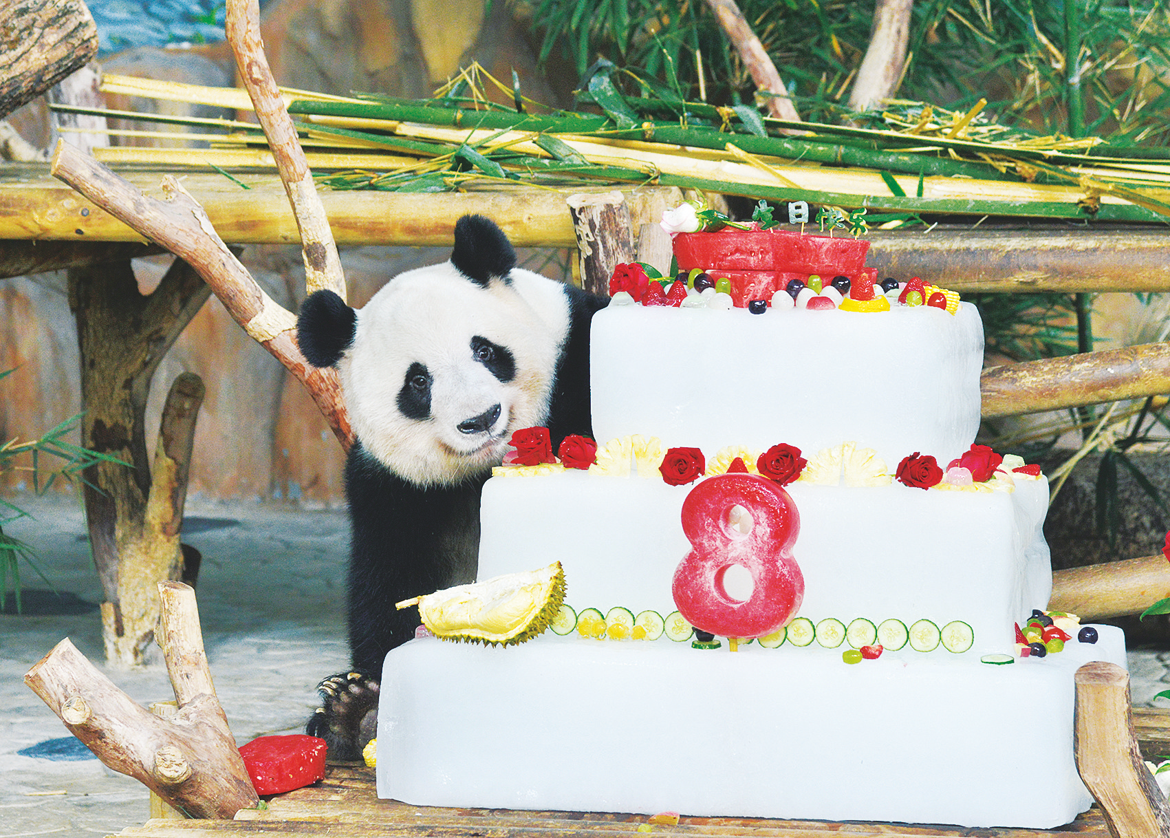 &nbsp;&nbsp;&nbsp;&nbsp;大熊猫"绩兰"准备享用生日蛋糕.