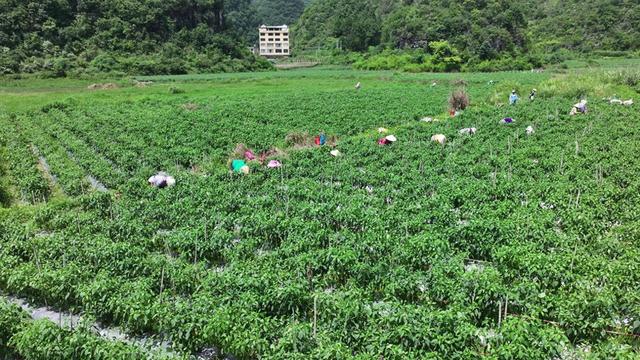 村民正在采摘辣椒(长顺县融媒体中心供图)