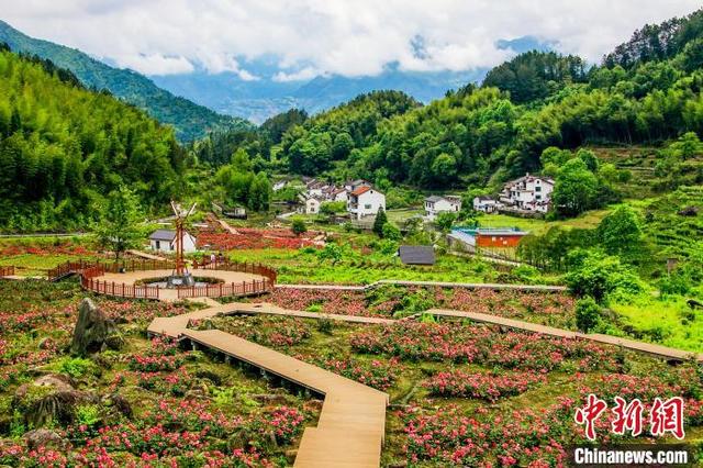 特写:四十载凤凰展翅 石榴花盛放景宁|景宁_新浪财经_新浪网