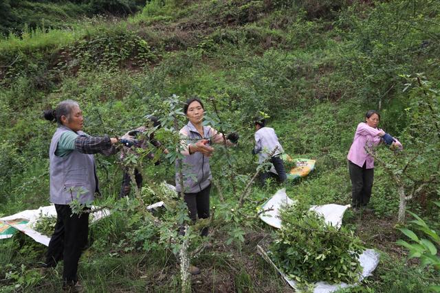 椒农忙着采收花椒(习水县融媒体中心供图)