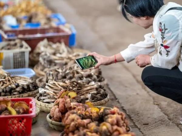 游客在云南木水花野生菌交易中心购买野生菌 新华社记者 江文耀 摄