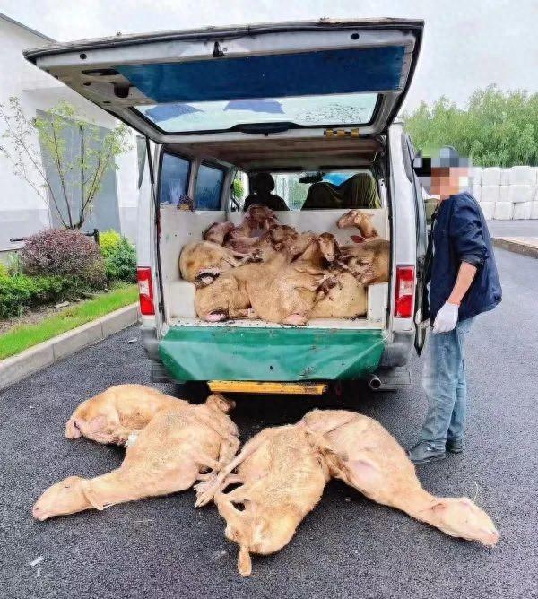 小客车成了“移动羊圈”。警方供图（下同）