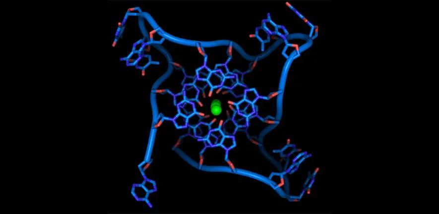 Nature：曲晓刚团队开发特异性靶向基因组G-四链体的新策略