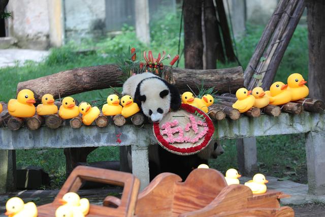 2024年7月6日，重庆动物园为大熊猫举办生日会，大熊猫“莽灿灿”吃“生日宴”。视觉中国 图