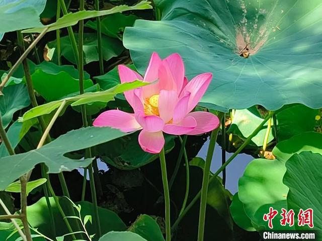 2023年6月30日，古莲花池的红莲。(资料图)赵丹媚 摄