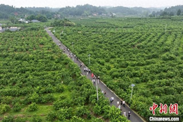 海外华文媒体走进重庆潼南:探访柠檬如何"千变万化"出海|重庆市_新浪