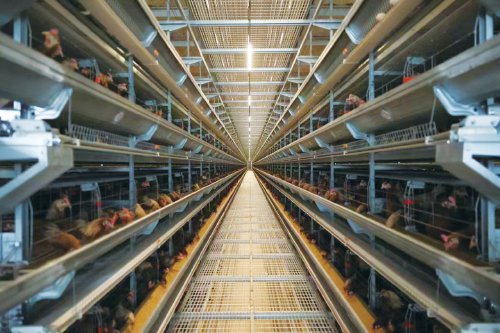 畜禽养殖标准化示范场——湖北九邦现代农业有限公司的养鸡场一瞥