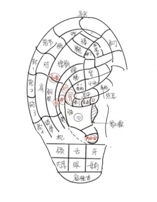 科普|产后"粮仓亏空"?小耳穴有大功效