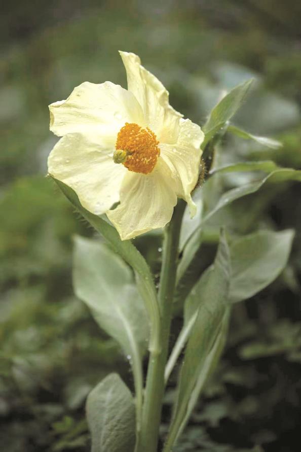 横断山绿绒蒿(摄影)