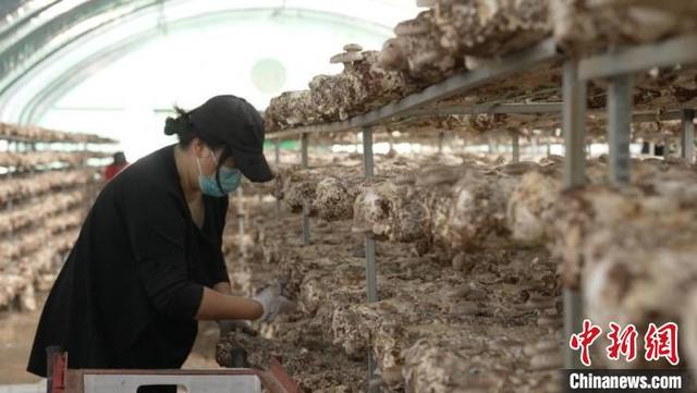 图为广林村村民正在采摘花菇。白亚星 摄